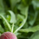 Radishes and leaves